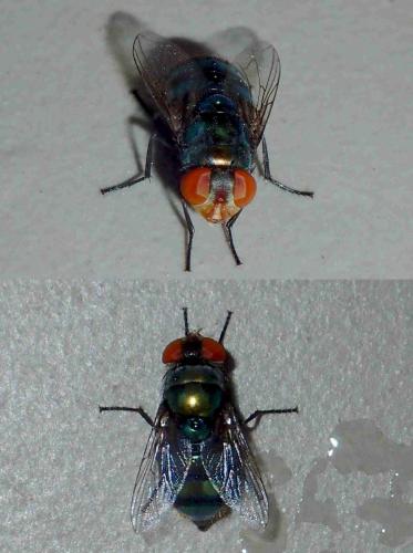 Réf. 209 967 : Chrysomya megacephala